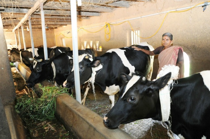 Mangalore Dairy